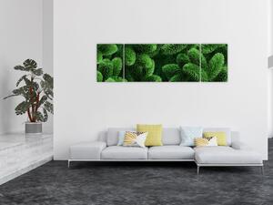 Obraz - Gałązki drzew iglastych (170x50 cm)