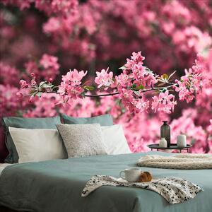Fototapeta szczegółowe kwiaty wiśni