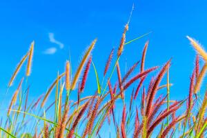 Samoprzylepna fototapeta dzika trawa pod niebem