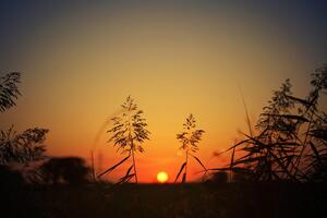 Samoprzylepna fototapeta źdźbła trawy o zachodzie słońca