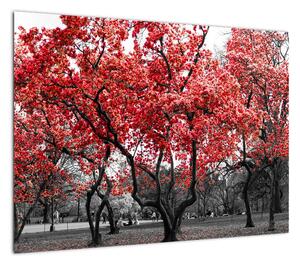 Obraz - Czerwone drzewa, Central Park, New York (70x50 cm)