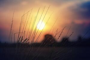 Samoprzylepna fototapeta wschód słońca nad łąką
