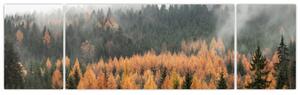 Obraz - Jesienny las (170x50 cm)