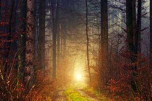 Fototapeta światło w lesie
