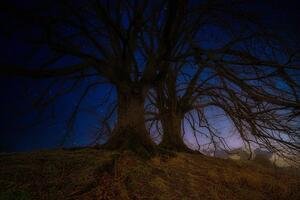 Tapeta drzewa w nocnym krajobrazie