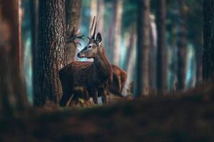 Fototapeta jeleń w sosnowym lesie