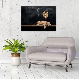 Obraz - Lew i lwica w chmurach (70x50 cm)
