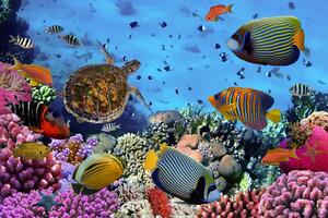 Fototapeta podwodny świat