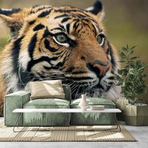 Samoprzylepna fototapeta tygrys bengalski