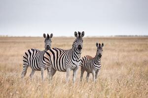 Fototapetatrzy zebry na sawannie