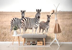 Samoprzylepna fototapetatrzy zebry na sawannie