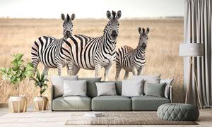 Samoprzylepna fototapetatrzy zebry na sawannie