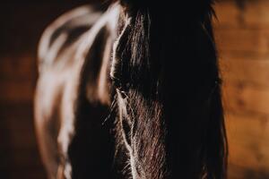 Fototapeta majestatyczny koń
