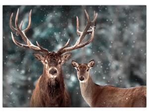 Obraz - Jeleń i łania w zaśnieżonym lesie (70x50 cm)
