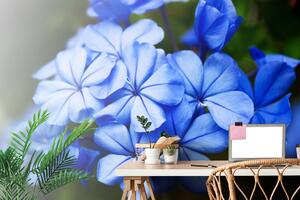 Fototapeta dzikie niebieskie kwiaty