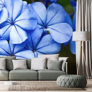 Fototapeta dzikie niebieskie kwiaty