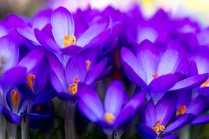 Fototapeta kwitnący fioletowy szafran