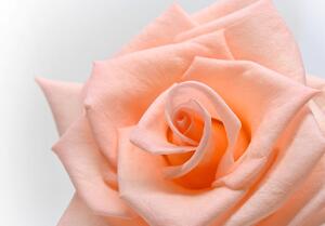 Tapeta róża w brzoskwiniowym odcieniu