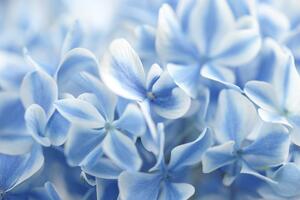 Samoprzylepna fototapeta niebiańskie kwiaty hortensja