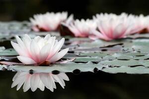 Fototapeta kwiat lotosu