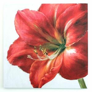 Obraz na płótnie Red flower, 50 x 50 cm