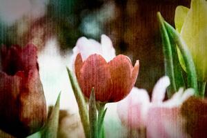 Tapeta tulipanowa łąka w stylu retro