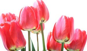 Fototapeta czerwone tulipany polne