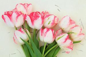Fototapeta wiosenne tulipany
