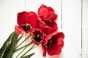Fototapeta rozkwitnięte czerwone tulipany