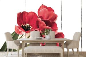 Fototapeta rozkwitnięte czerwone tulipany