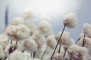 Fototapeta arktyczne kwiaty bawełny