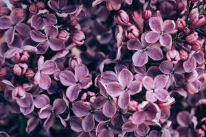 Fototapeta fioletowe kwiaty bzu