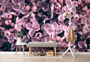 Samoprzylepna fototapeta fioletowe kwiaty bzu