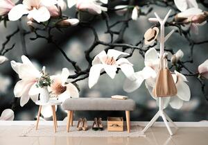 Fototapeta przebudzenie magnolii