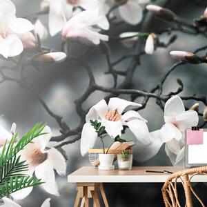 Samoprzylepna fototapeta przebudzenie magnolii