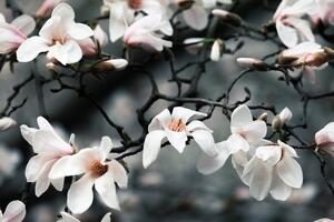 Fototapeta przebudzenie magnolii