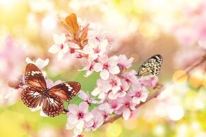 Tapeta wiosenne kwiaty z egzotycznymi motylami