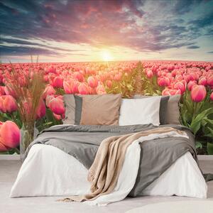 Tapeta wschód słońca nad łąką z tulipanami