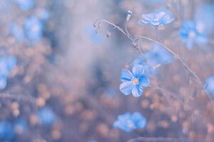 Samoprzylepna fototapeta niebieskie kwiaty na vintage tle