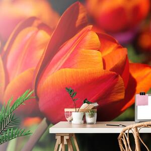 Fototapeta piękne tulipany na łące