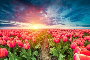 Tapeta wschód słońca nad łąką z tulipanami