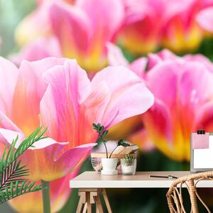 Samoprzylepna fototapeta łąka różowych tulipanów