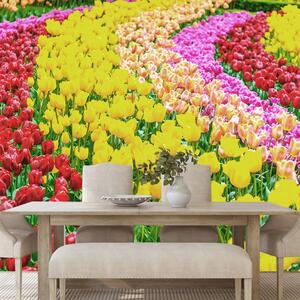 Samoprzylepna fototapeta ogród pełen tulipanów