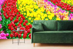 Fototapeta ogród pełen tulipanów