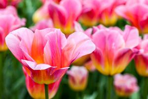 Fototapeta łąka różowych tulipanów