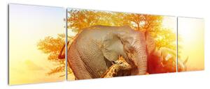 Obraz zwierząt afrykańskich (170x50 cm)