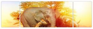 Obraz zwierząt afrykańskich (170x50 cm)