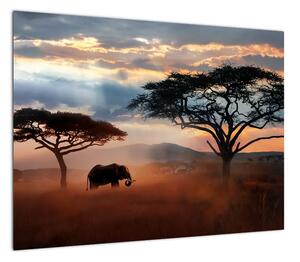 Obraz - Park Narodowy Serengeti, Tanzania, Afryka (70x50 cm)