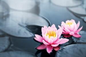 Fototapeta kwiat lotosu na jeziorze