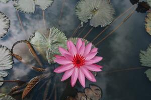Fototapeta uroczy kwiat lotosu